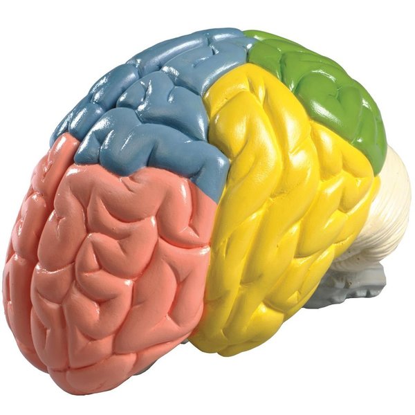 Denoyer-Geppert Anatomical Model, Life-Size Color-Coded Brain Model 0156-00